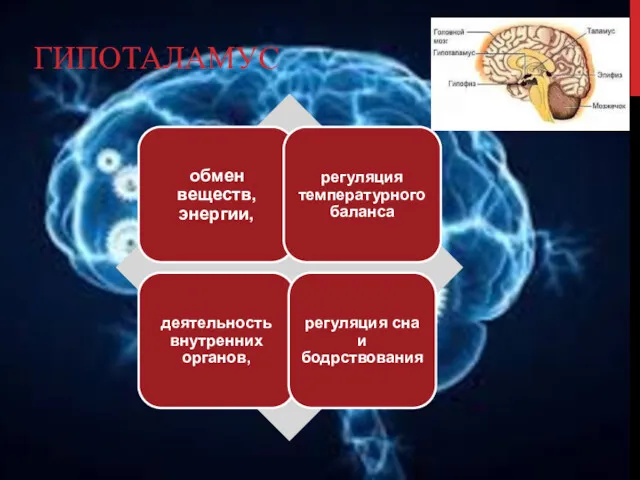 ГИПОТАЛАМУС