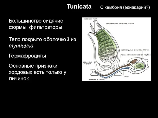 Tunicata Большинство сидячие формы, фильтраторы Тело покрыто оболочкой из туницина Основные признаки хордовых