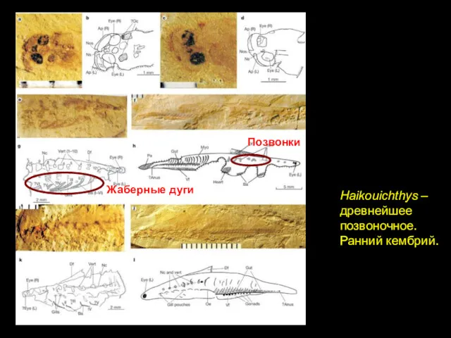 Haikouichthys – древнейшее позвоночное. Ранний кембрий. Позвонки Жаберные дуги