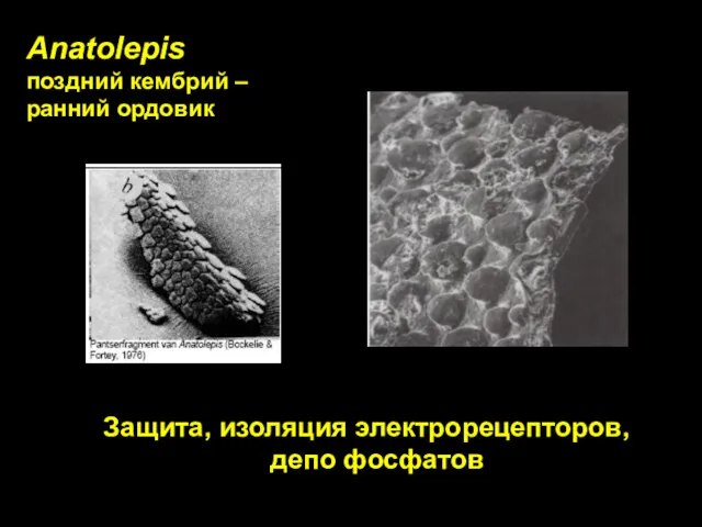 Anatolepis поздний кембрий – ранний ордовик Защита, изоляция электрорецепторов, депо фосфатов