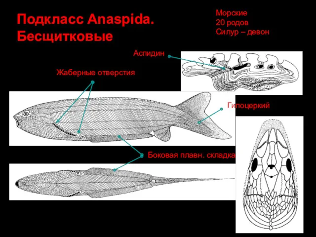 Подкласс Anaspida. Бесщитковые Боковая плавн. складка Жаберные отверстия Аспидин Гипоцеркий Морские 20 родов Силур – девон