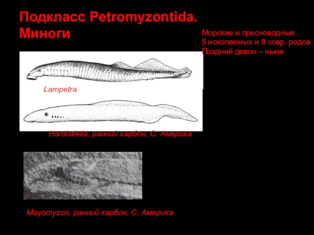Подкласс Petromyzontida. Миноги Hardistiella, ранний карбон, С. Америка Lampetra Mayomyzon, ранний карбон, С.
