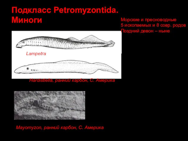 Подкласс Petromyzontida. Миноги Hardistiella, ранний карбон, С. Америка Lampetra Mayomyzon,