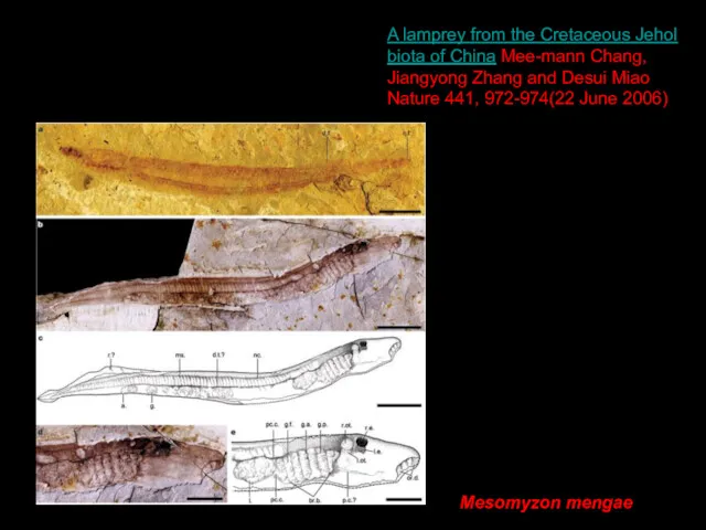 Mesomyzon mengae A lamprey from the Cretaceous Jehol biota of China Mee-mann Chang,