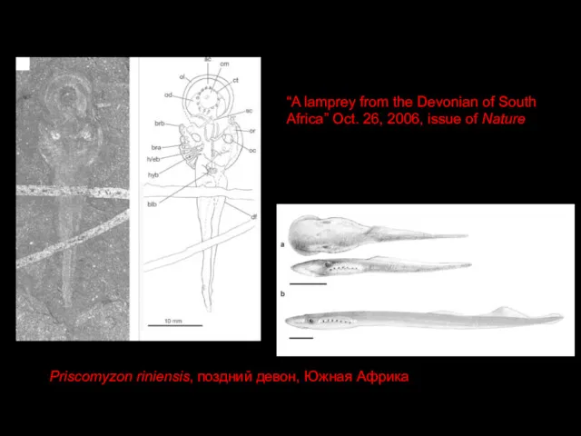 Priscomyzon riniensis, поздний девон, Южная Африка “A lamprey from the Devonian of South