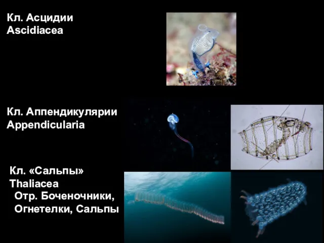 Кл. Асцидии Ascidiacea Кл. Аппендикулярии Appendicularia Кл. «Сальпы» Thaliacea Отр. Боченочники, Огнетелки, Сальпы