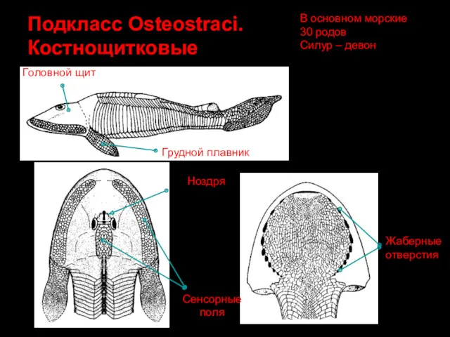 Подкласс Osteostraci. Костнощитковые Жаберные отверстия Грудной плавник Ноздря Сенсорные поля Головной щит В