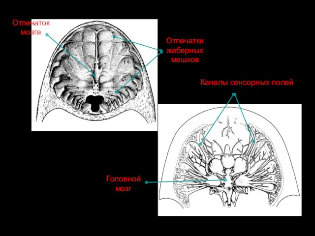 Отпечатки жаберных мешков Отпечаток мозга Головной мозг Каналы сенсорных полей