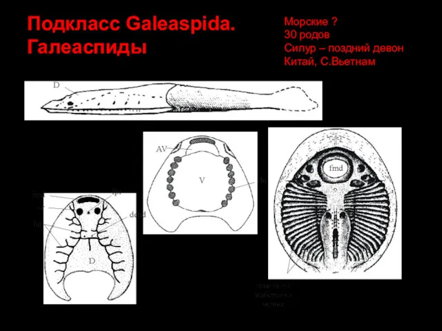 Подкласс Galeaspida. Галеаспиды Морские ? 30 родов Силур – поздний девон Китай, С.Вьетнам