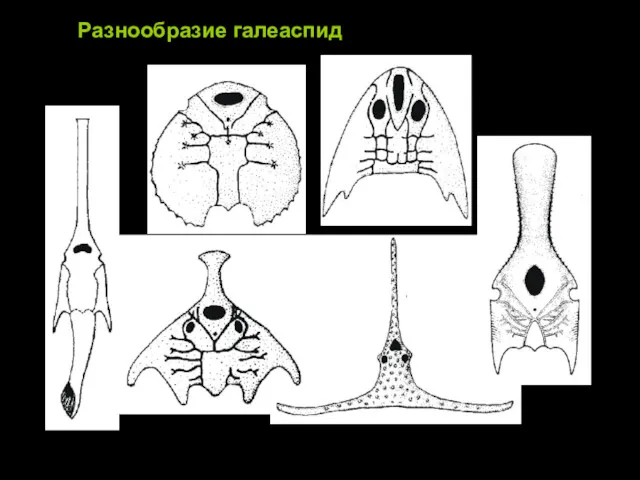 Разнообразие галеаспид