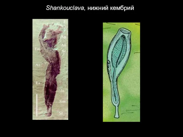 Shankouclava, нижний кембрий