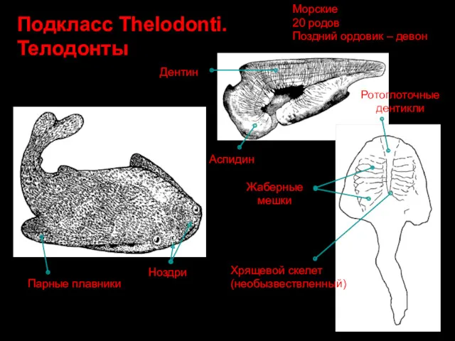 Подкласс Thelodonti. Телодонты Жаберные мешки Аспидин Дентин Ноздри Парные плавники Хрящевой скелет (необызвествленный)