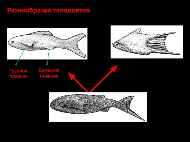 Грудной плавник Брюшной плавник Разнообразие телодонтов