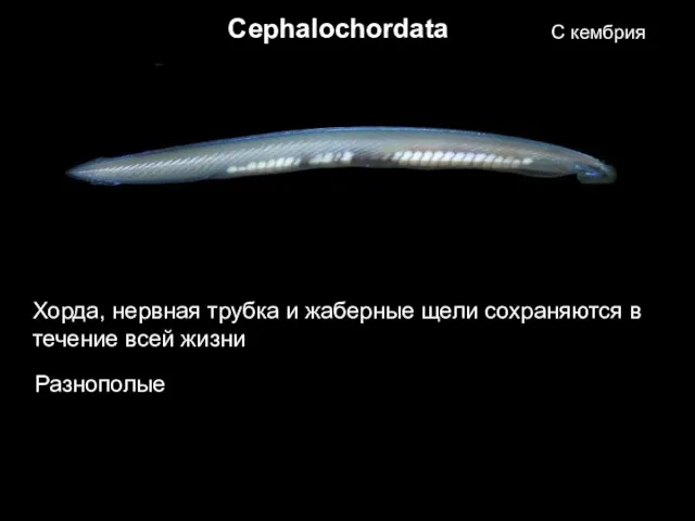 Cephalochordata Хорда, нервная трубка и жаберные щели сохраняются в течение всей жизни Разнополые С кембрия