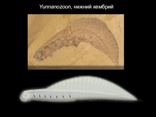 Yunnanozoon, нижний кембрий