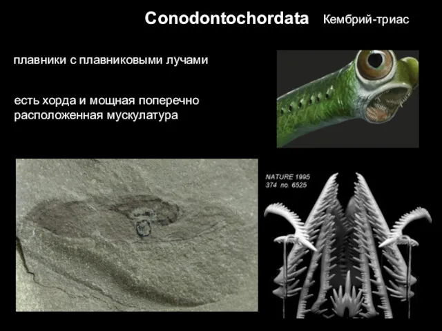 Conodontochordata плавники с плавниковыми лучами есть хорда и мощная поперечно расположенная мускулатура Кембрий-триас