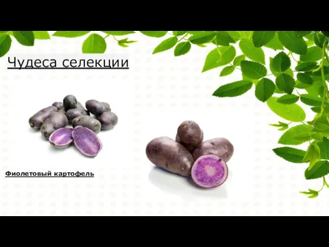 Чудеса селекции Фиолетовый картофель