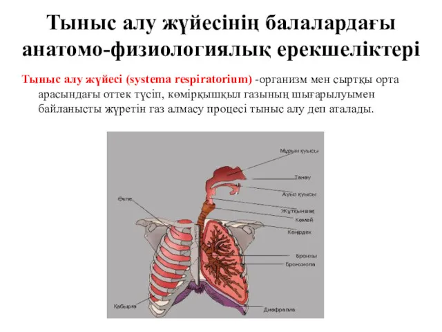Тыныс алу жүйесінің балалардағы анатомо-физиологиялық ерекшеліктері Тыныс алу жүйесі (systema respiratorium) -организм мен