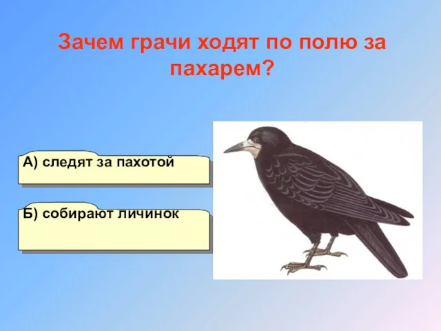 А) следят за пахотой Б) собирают личинок Г) отпугивают других