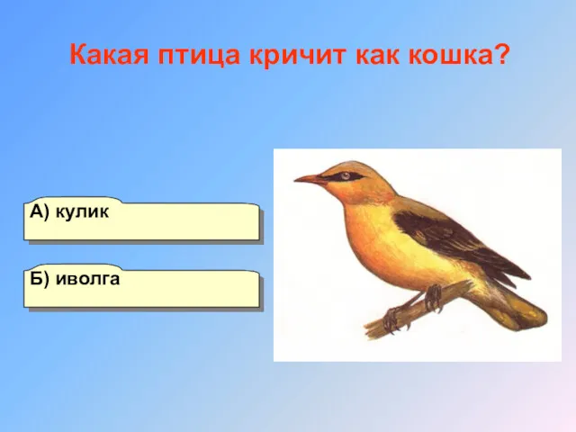 А) кулик Б) иволга Г) оляпка В) зимородок Какая птица кричит как кошка?