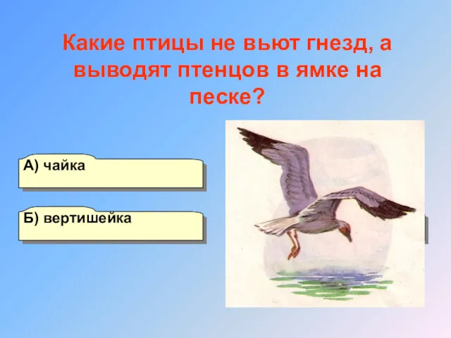 А) чайка Б) вертишейка Г) мухоловка В) щегол Какие птицы
