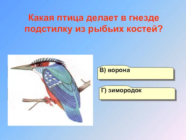 А) чайка Б) кулик Г) зимородок В) ворона Какая птица