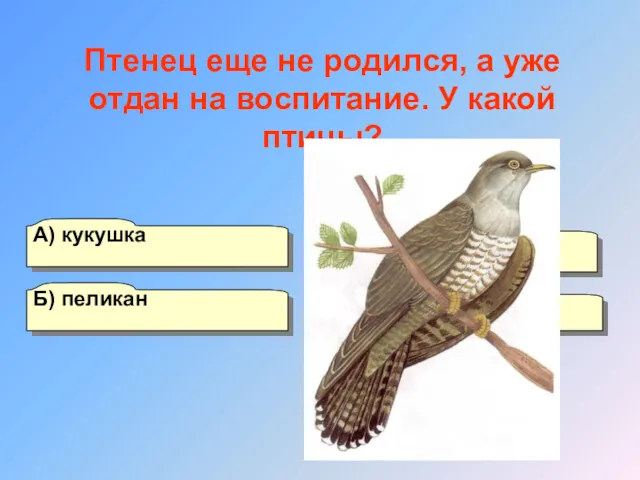 А) кукушка Б) пеликан Г) страус В) пингвин Птенец еще