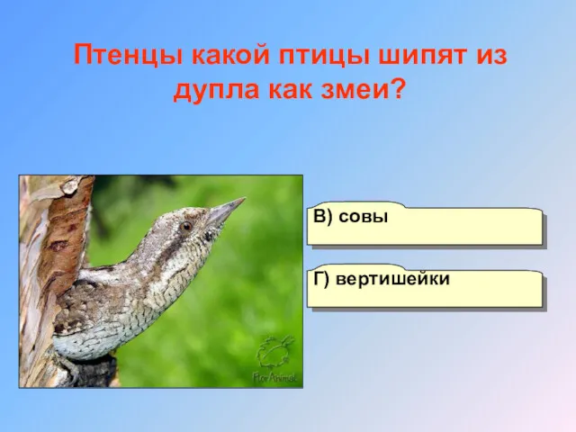 А) кулика Б) чайки Г) вертишейки В) совы Птенцы какой птицы шипят из дупла как змеи?