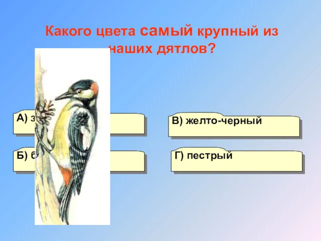 А) зеленый Б) белоспинный Г) пестрый В) желто-черный Какого цвета самый крупный из наших дятлов?