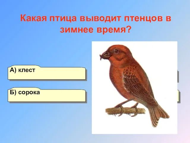 А) клест Б) сорока Г) чайка В) сова Какая птица выводит птенцов в зимнее время?