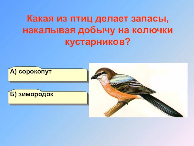 А) сорокопут Б) зимородок Г) коростель В) ворона Какая из