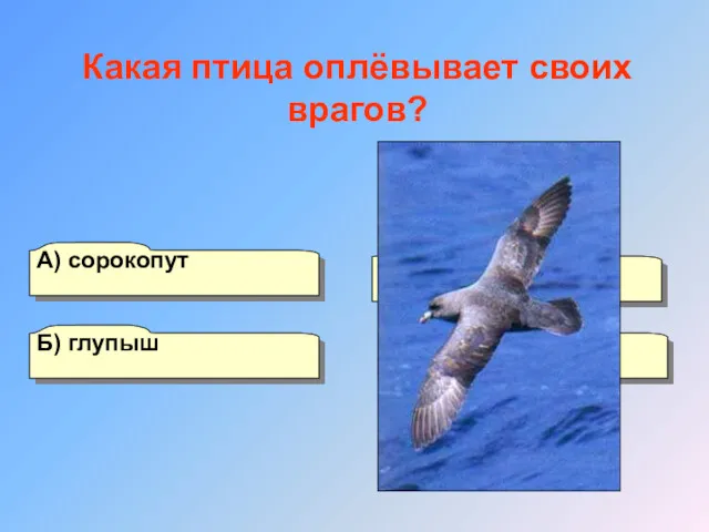 А) сорокопут Б) глупыш Г) коростель В) сойка Какая птица оплёвывает своих врагов?