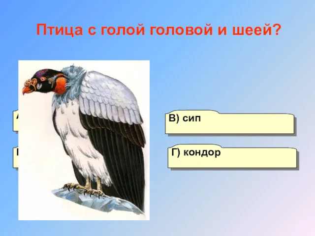 А) гриф Б) орел Г) кондор В) сип Птица с голой головой и шеей?