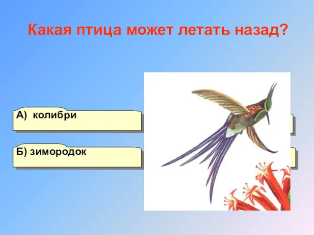 А) колибри Б) зимородок Г) ткачик В) ибис Какая птица может летать назад?