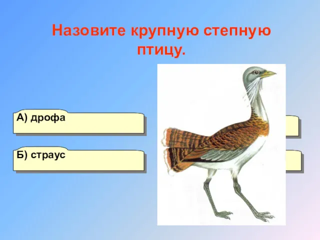 А) дрофа Б) страус Г) лирохвост В) птица секретарь Назовите крупную степную птицу.