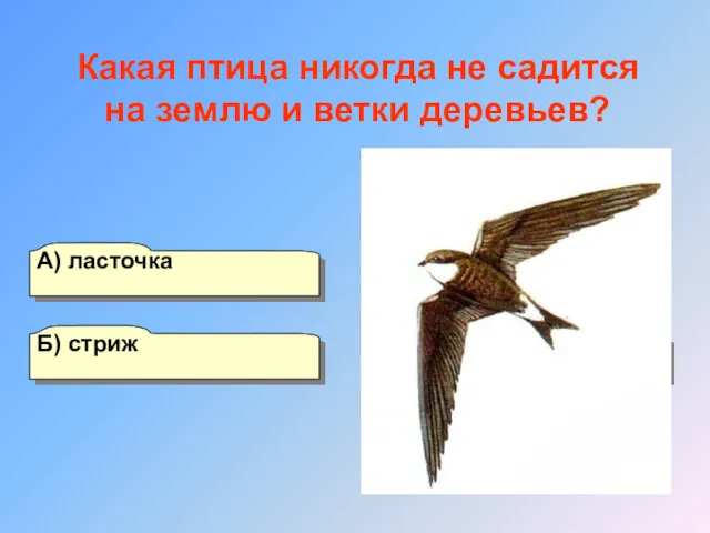 А) ласточка Б) стриж Г) ткачик В) удод Какая птица