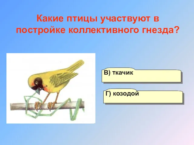 А) мухоловка Б) оляпка Г) козодой В) ткачик Какие птицы участвуют в постройке коллективного гнезда?