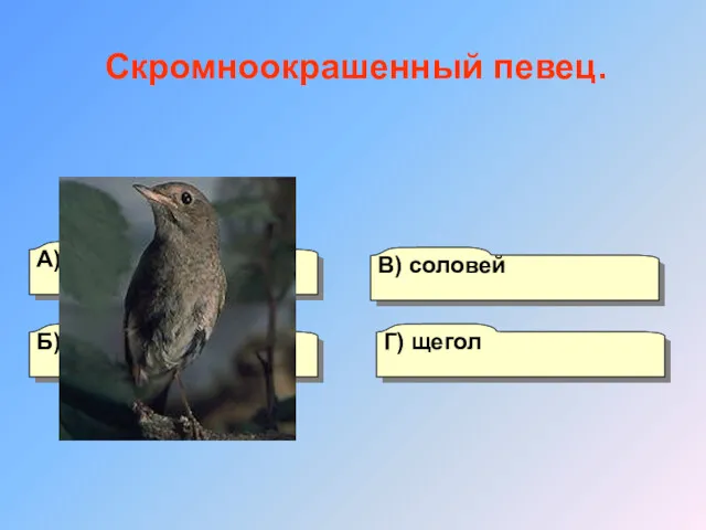 А) щурка Б) скворец Г) щегол В) соловей Скромноокрашенный певец.