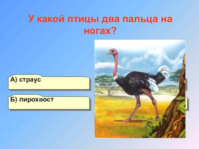 А) страус Б) лирохвост Г) пингвин В) вальдшнеп У какой птицы два пальца на ногах?