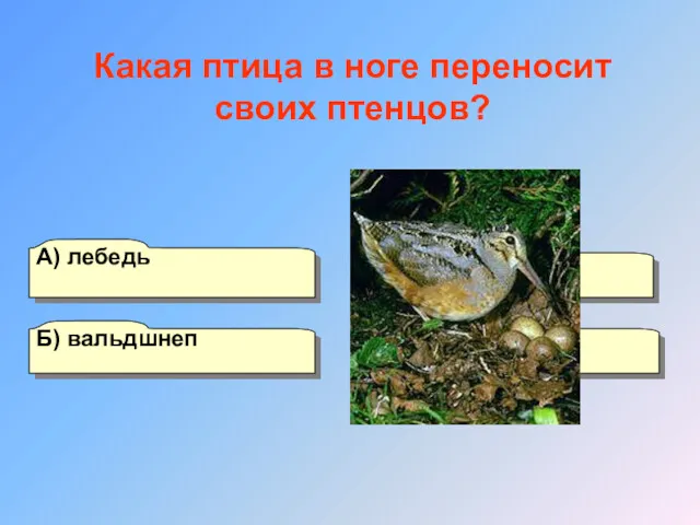 А) лебедь Б) вальдшнеп Г) выпь В) страус Какая птица в ноге переносит своих птенцов?