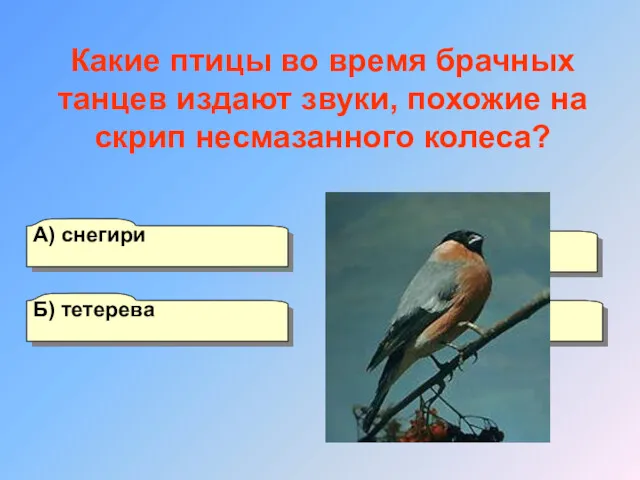 А) снегири Б) тетерева Г) коростели В) глухари Какие птицы