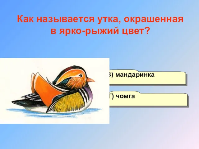 А) лимонница Б) апельсинка Г) чомга В) мандаринка Как называется утка, окрашенная в ярко-рыжий цвет?