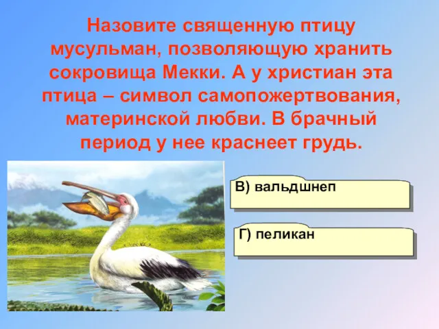 А) аист Б) цапля Г) пеликан В) вальдшнеп Назовите священную