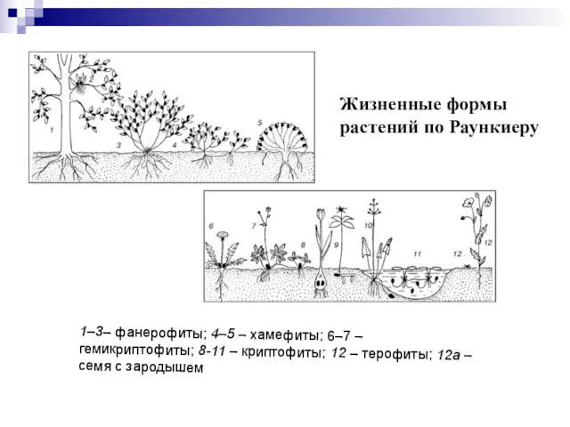 1–3– фанерофиты; 4–5 – хамефиты; 6–7 – гемикриптофиты; 8-11 – криптофиты; 12 –