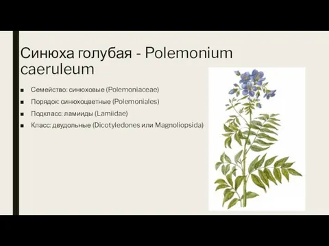 Синюха голубая - Polemonium caeruleum Семейство: синюховые (Polemoniaceae) Порядок: синюхоцветные (Polemoniales) Подкласс: ламииды