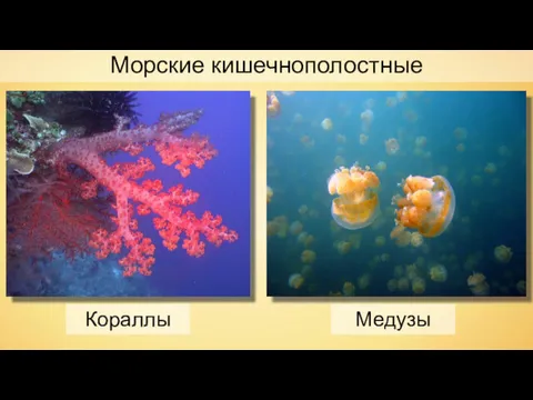 Морские кишечнополостные Кораллы Медузы