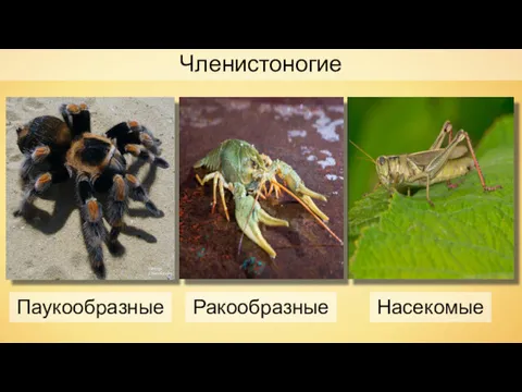Членистоногие George Chernilevsky Паукообразные Ракообразные Насекомые