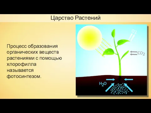 Процесс образования органических веществ растениями с помощью хлорофилла называется фотосинтезом. Царство Растений