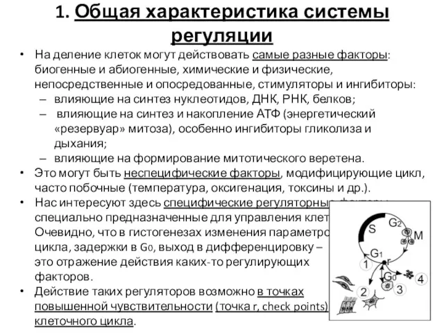 1. Общая характеристика системы регуляции На деление клеток могут действовать