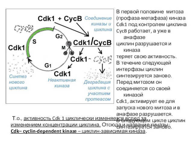 В первой половине митоза (профаза-метафаза) киназа Cdk1 под контролем циклина